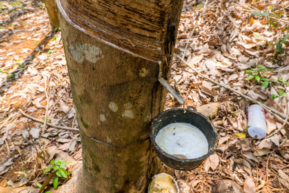 Сбор каучука на Ко-Мак