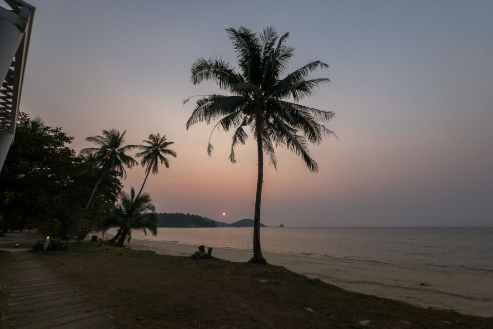 Пальма на пляже Ко-Мак на закате