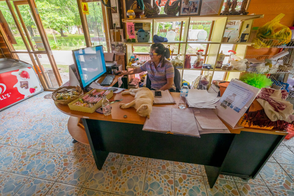 Кот на ресепшене